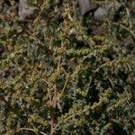 Atriplex glauca Hábito