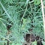 Thalictrum lucidum Leaf