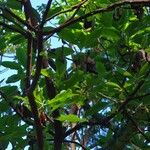 Arbutus menziesii Leaf