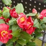 Camellia sasanqua Otro