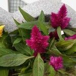 Celosia argenteaFlor