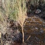 Artemisia frigida Hábito