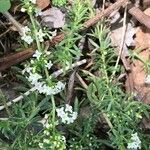 Galium humifusum Anders