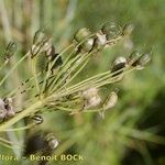 Nothoscordum borbonicum Fruit