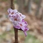 Daphne mezereum Flower