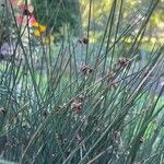 Juncus conglomeratus Leaf