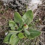 Senecio provincialis Leaf