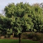 Quercus myrsinifolia Habit