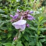 Phlox maculata Flower