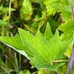 Arnoglossum atriplicifolium Leaf