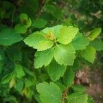 Spiraea trilobata Leaf