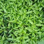 Persicaria hydropiper Yeri