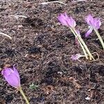 Colchicum lusitanumᱵᱟᱦᱟ