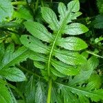 Cirsium oleraceumLeaf