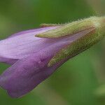 Epilobium palustre Blüte