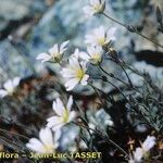 Cerastium boissierianum Fleur
