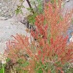 Rumex acetosella花