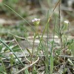 Valerianella coronata Habit