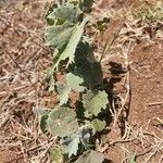 Abutilon mauritianum Leaf