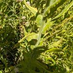 Pseudognaphalium californicum Leaf