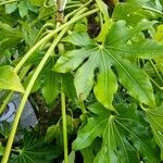 Fatsia japonica ശീലം