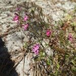 Silene scabriflora Flower