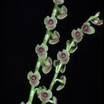 Stelis papaquerensis 花