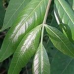 Rhus copallinum Fuelha