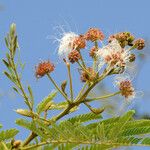 Albizia chevalieri പുഷ്പം