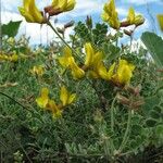 Chamaecytisus hirsutus Bloem