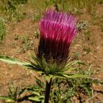 Cirsium andersonii Flor