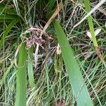 Iris foetidissima Leaf