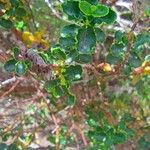 Hypericum balearicum Hoja