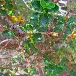 Hypericum balearicum Blatt