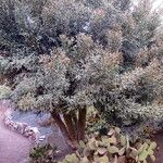Euphorbia stenoclada عادت