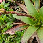 Guzmania plumieri Feuille