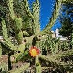 Austrocylindropuntia cylindrica Leht