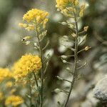 Alyssum cuneifolium Flor