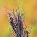 Bromus rubens ফল