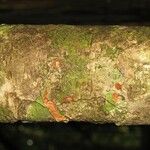 Pradosia ptychandra Bark