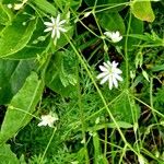 Stellaria graminea Flower