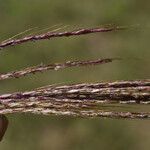 Bothriochloa bladhii Frutto