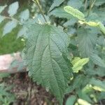 Celtis africana Leaf