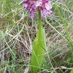 Orchis purpureaBlodyn