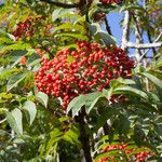 Sorbus americana Vaisius