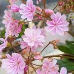 Lewisia longipetala ᱵᱟᱦᱟ