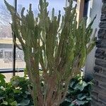 Euphorbia abyssinica Συνήθη χαρακτηριστικά