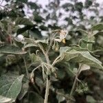 Solanum villosum फूल