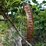 Cassia artensis