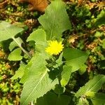 Sonchus oleraceusFuelha